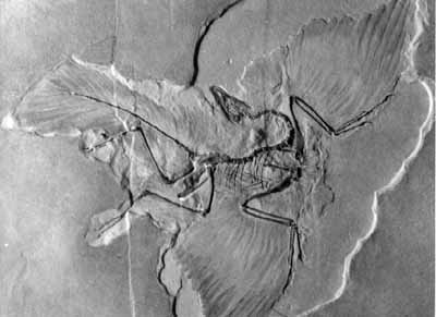 Archaeopteryx Bird Fossil