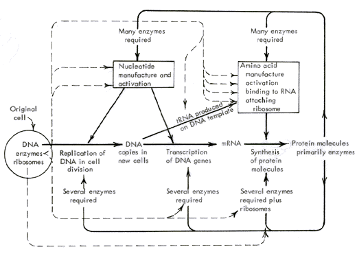 Transcription Flow Chart